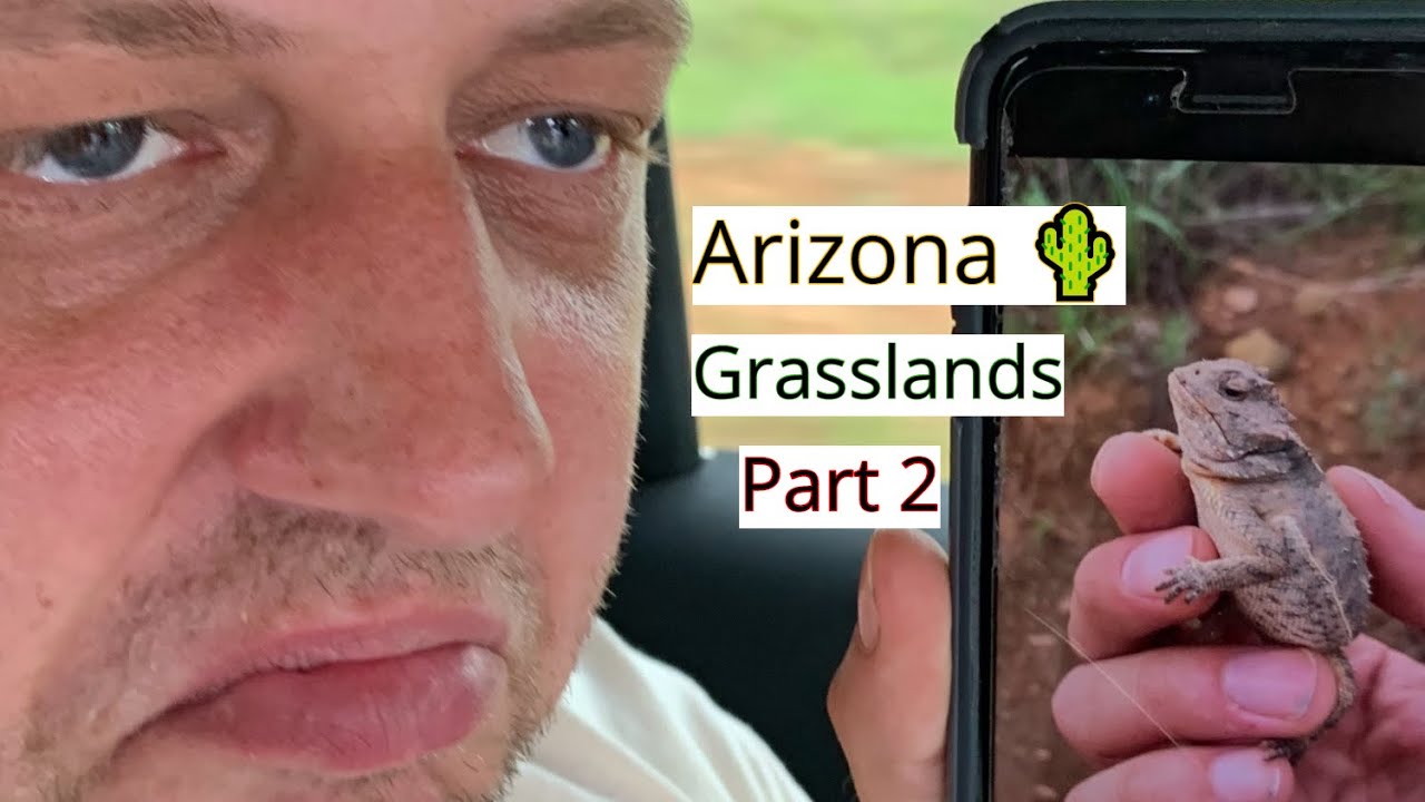 Arizona Horny Toads and Painted Grasshoppers