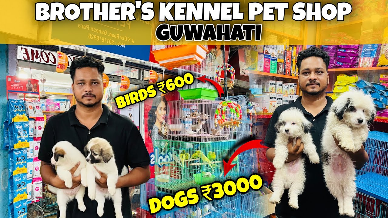 Guwahati Cheapest Pet Market ! Birds @₹600 & Dogs @ ₹3000 | Dog Market in Guwahati 