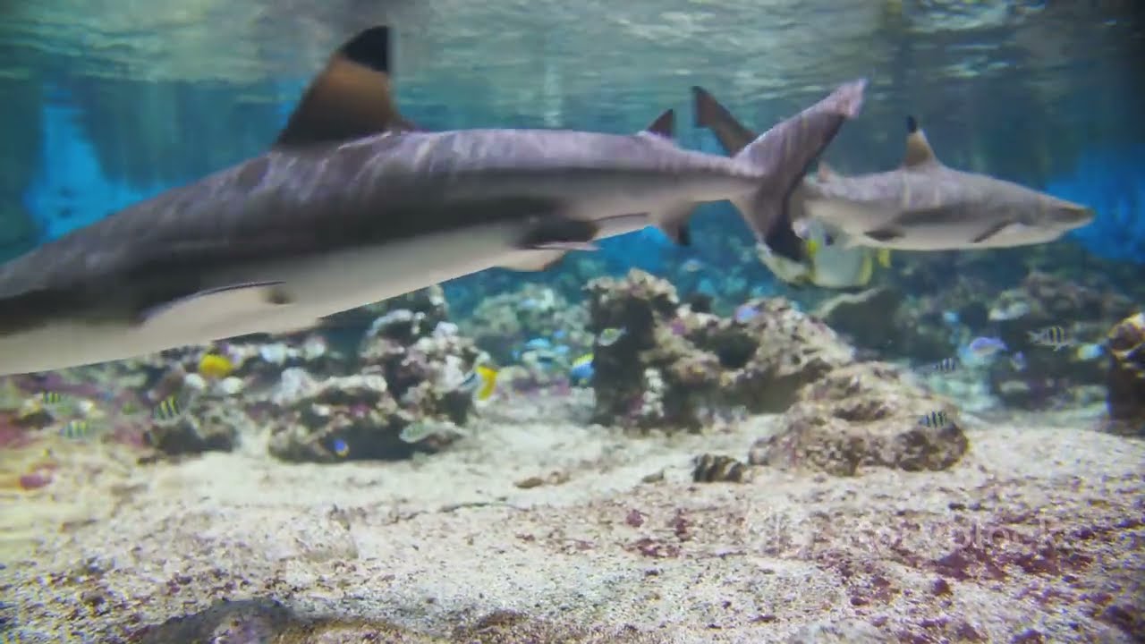 Whitetip Reef Shark