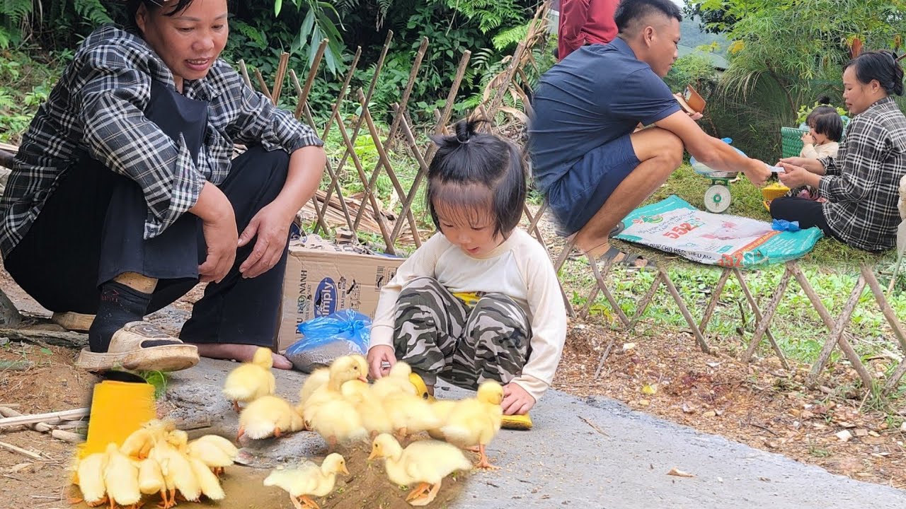 Phuong Anh and her mother harvested corn to sell, bought ducks to raise and built a new life.