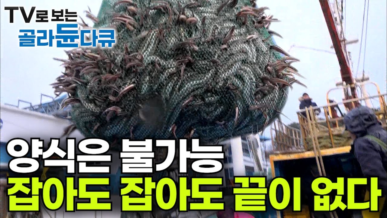 귀해진 민물장어 대신 일본이 잡히는 대로 수입해가는 100% 활어 한국 해산물｜이렇게 잡아도 한국에는 없다｜바다의 보양식｜만선 붕장어잡이｜극한직업｜#골라듄다큐