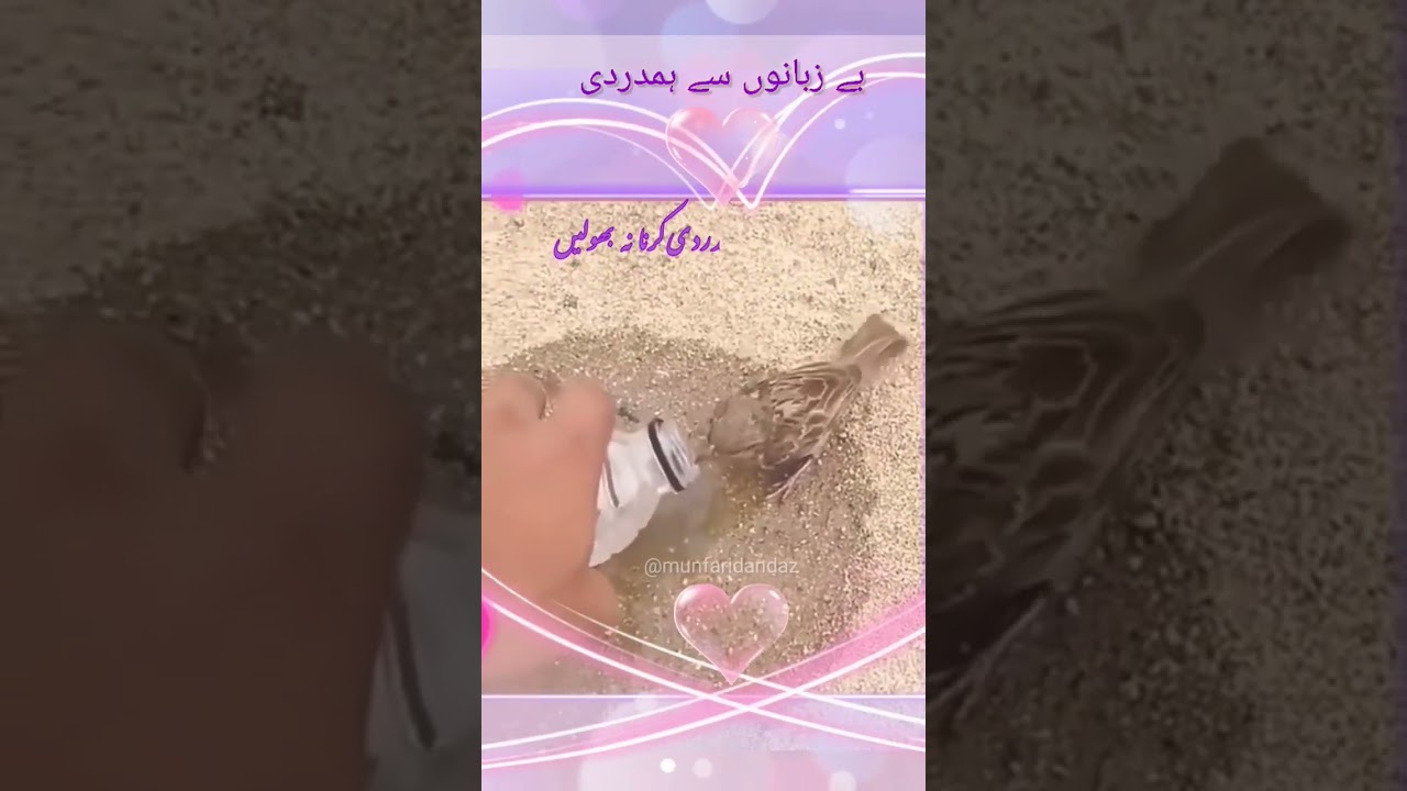 #save#pigeons#short#shorts#learning#itszonetv