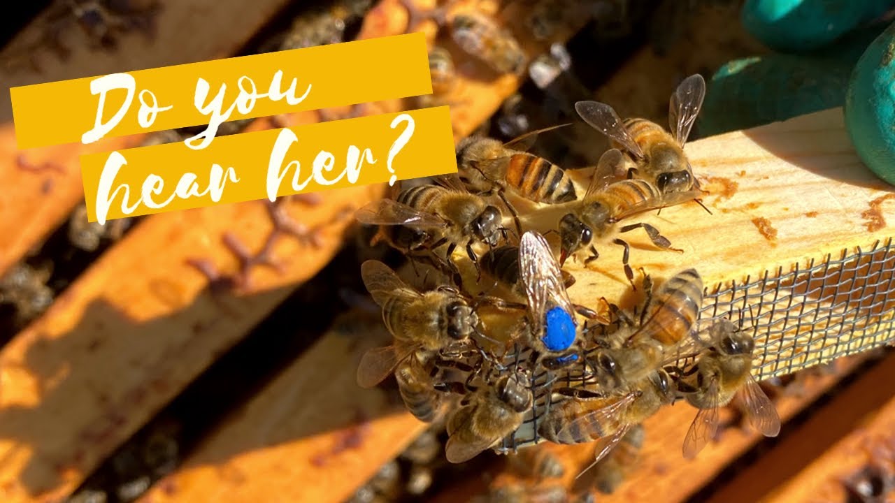 Do You Hear Her??? Piping Honey Bee Queen!!!!!