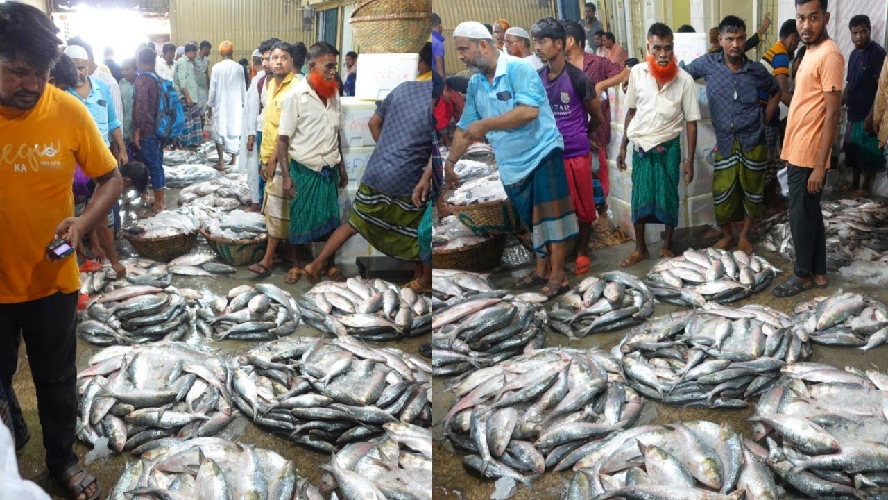 বিশ্বের সবচেয়ে বড় ইলিশের পাইকারি বাজার চাঁদপুর ঘাট এখানে অনেক সস্তায় পাইকারি ইলিশ বিক্রি হয়!!