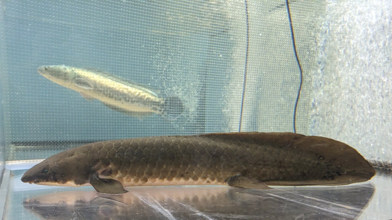 【ネオケラ】水中から陸を目指したクレイジーな魚の生き残り！？肺のあるオーストラリアの古代魚！