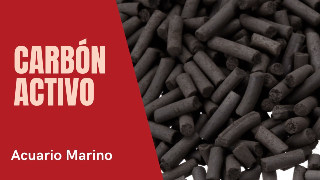 Carbón Activo en el acuario marino