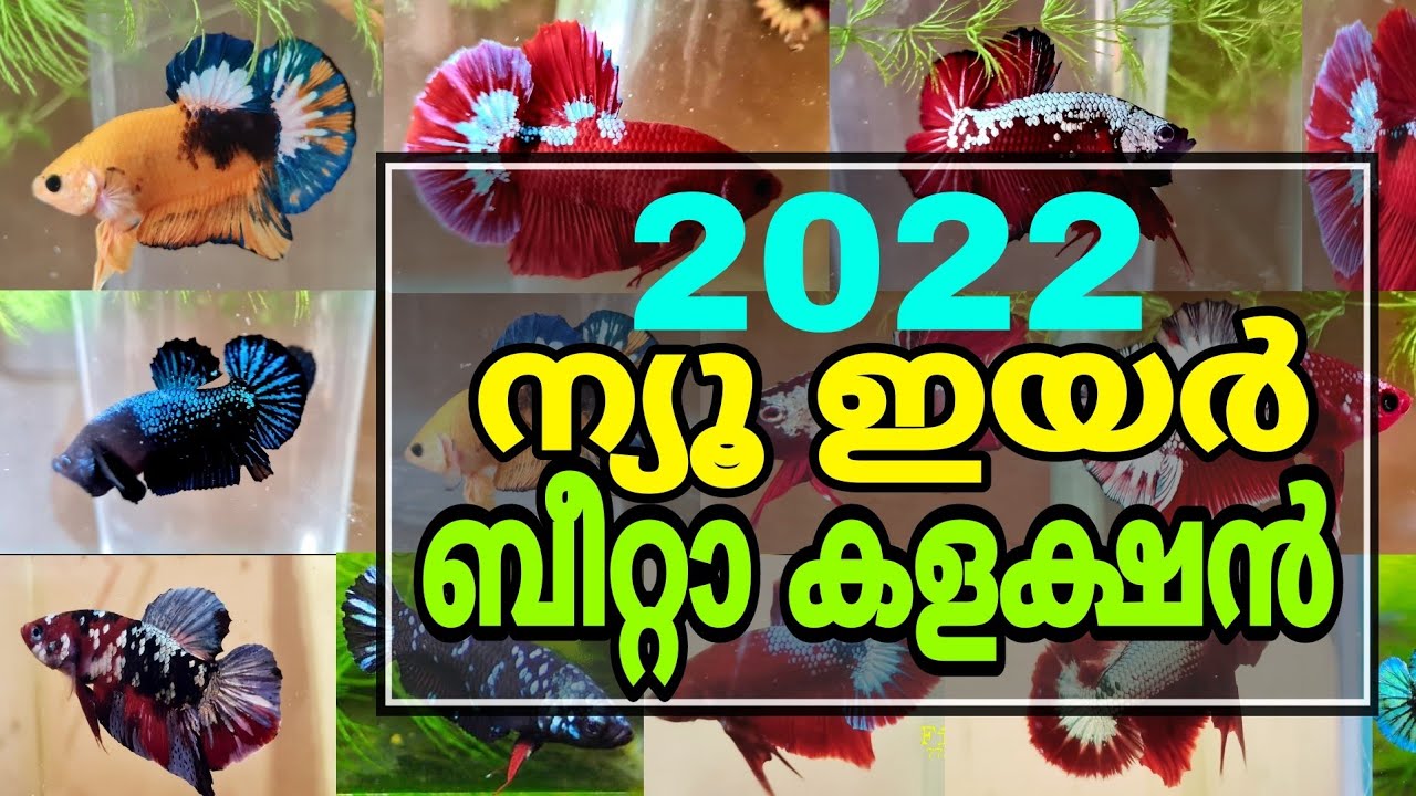 My New Betta Collection 2022#importedbettas #premiumbettas #exoticbettas #bettalovers #bettafish2022