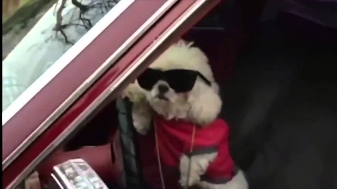 Pizza Dog Dunkey Comp'