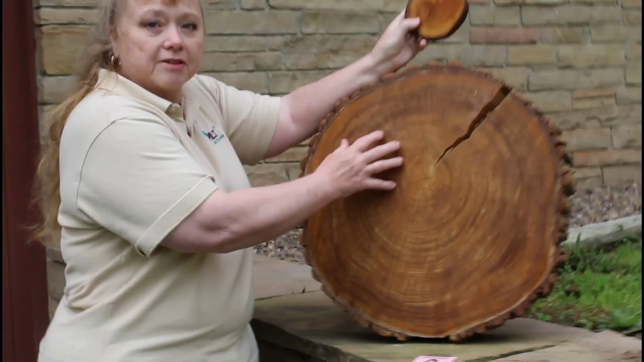 Project Learning Tree: Tree Cookies