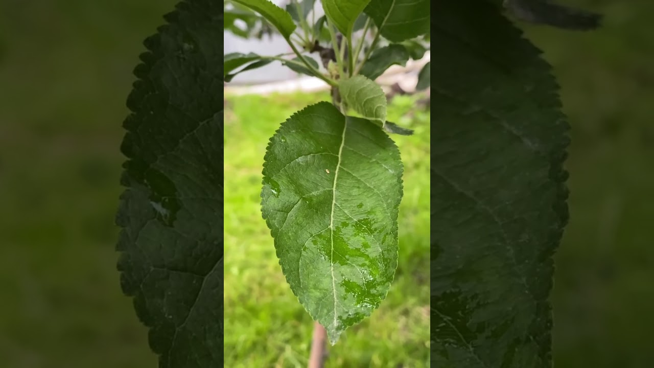 #apple #leaf #beauty #shorts
