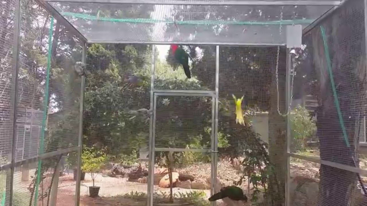 King Parrots, Crimson/Red Wings And Princess Parrots Showering