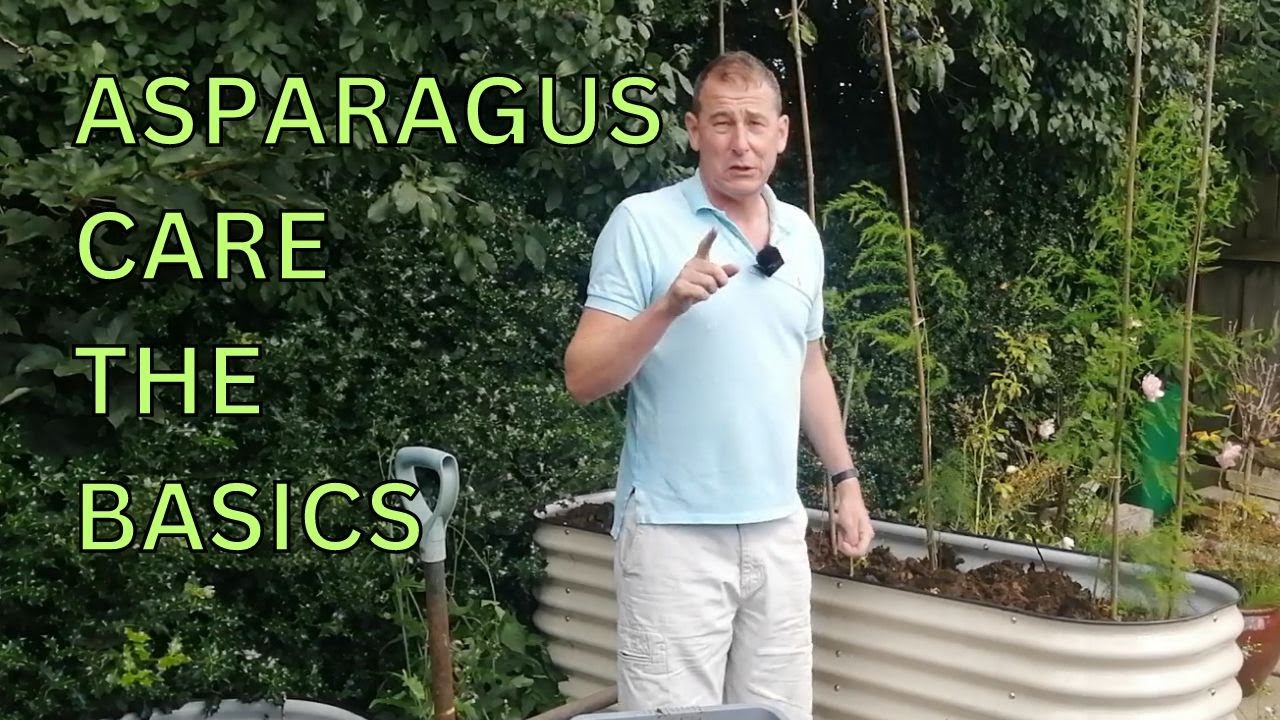 ASPARAGUS GROWING AND CARE