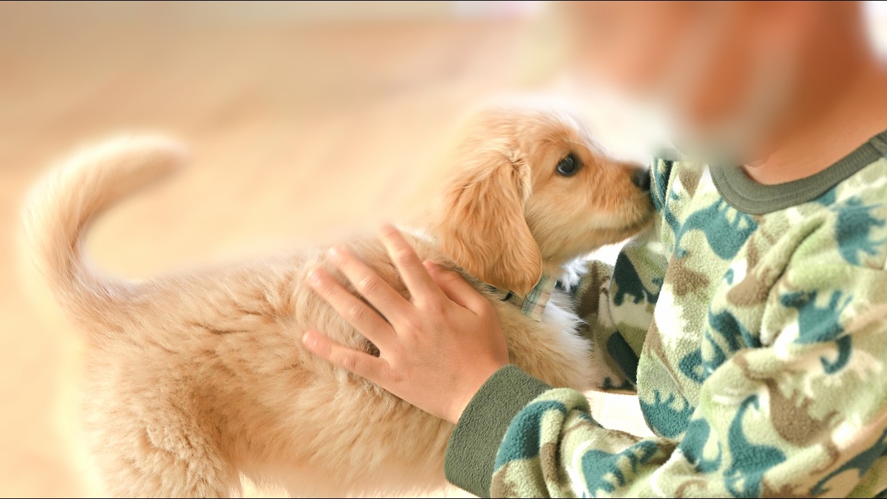 【初めまして】生後2か月のゴールデンレトリバー子犬と小学生の従弟がドキドキの初対面 #14
