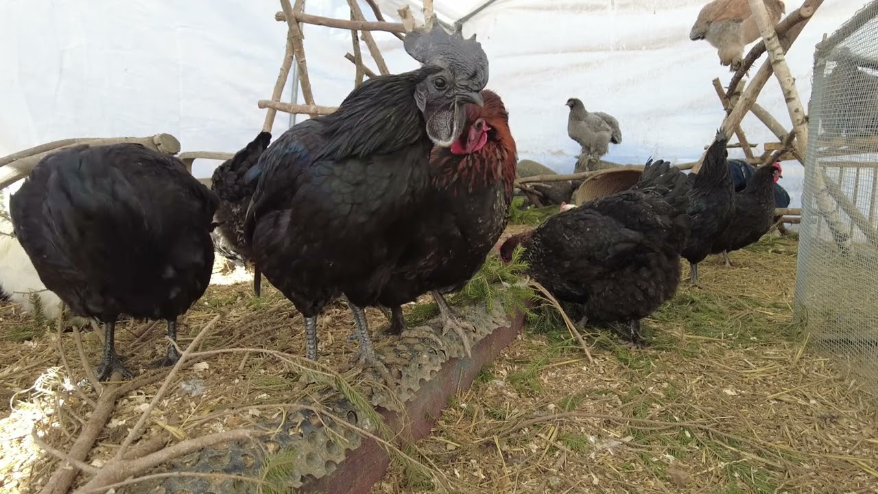 🐔 Backyard Chickens ASMR 2.5 Hours |🐓Relaxing Chicken Sounds,Natural Farm Ambience,Chickens Up Close