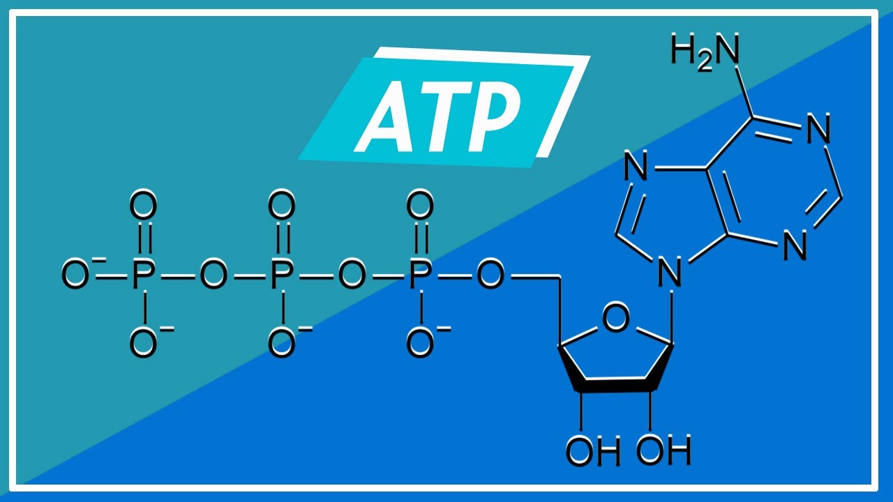 BIOENERGETICA: Adenosina Trifosfato (Struttura e Funzioni) | Pillole di Scienza