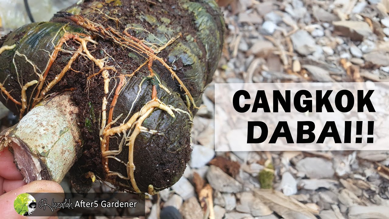 Cangkok Susu Pokok Dabai || Berhasil atau Gagal?