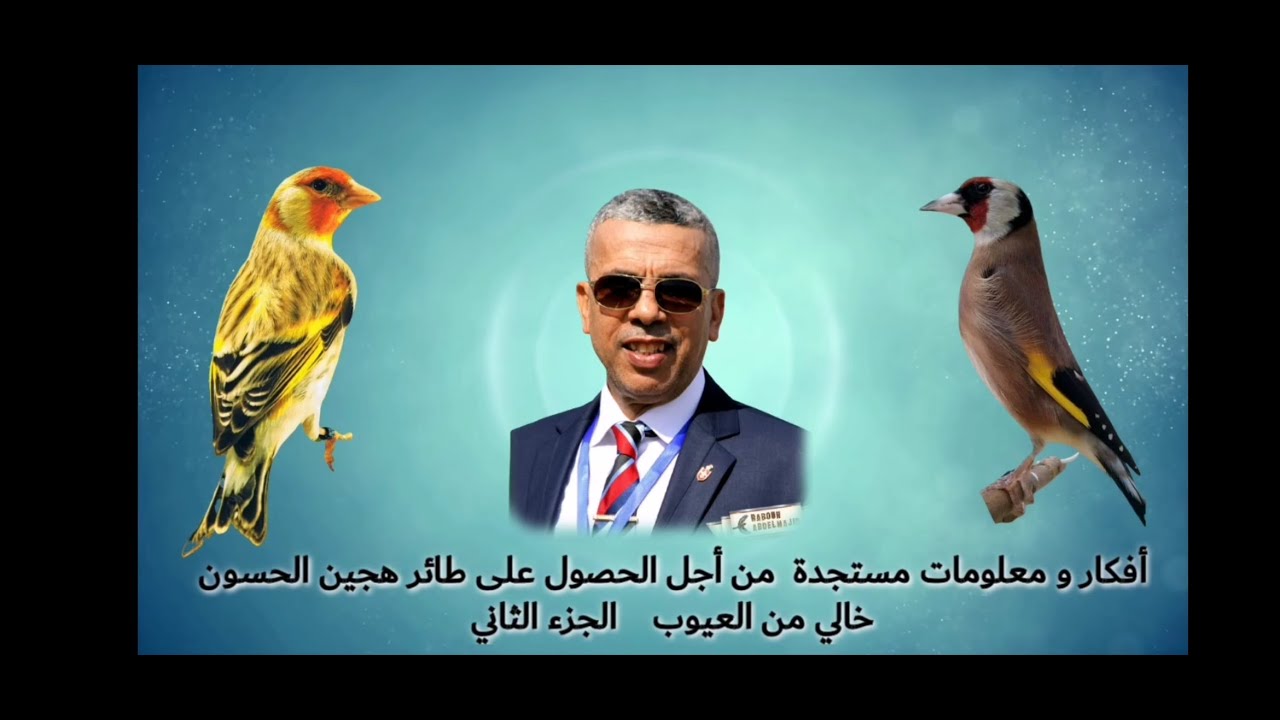 أفكار و معلومات مستجدة من أجل الحصول على طائر هجين الحسون خالي من العيوب     الجزء الثاني