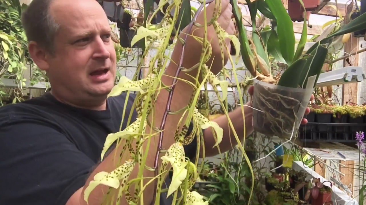 BRASSIA SPIDER ORCHID CARE AND CINNAMON FOR BULB ROT 1080p