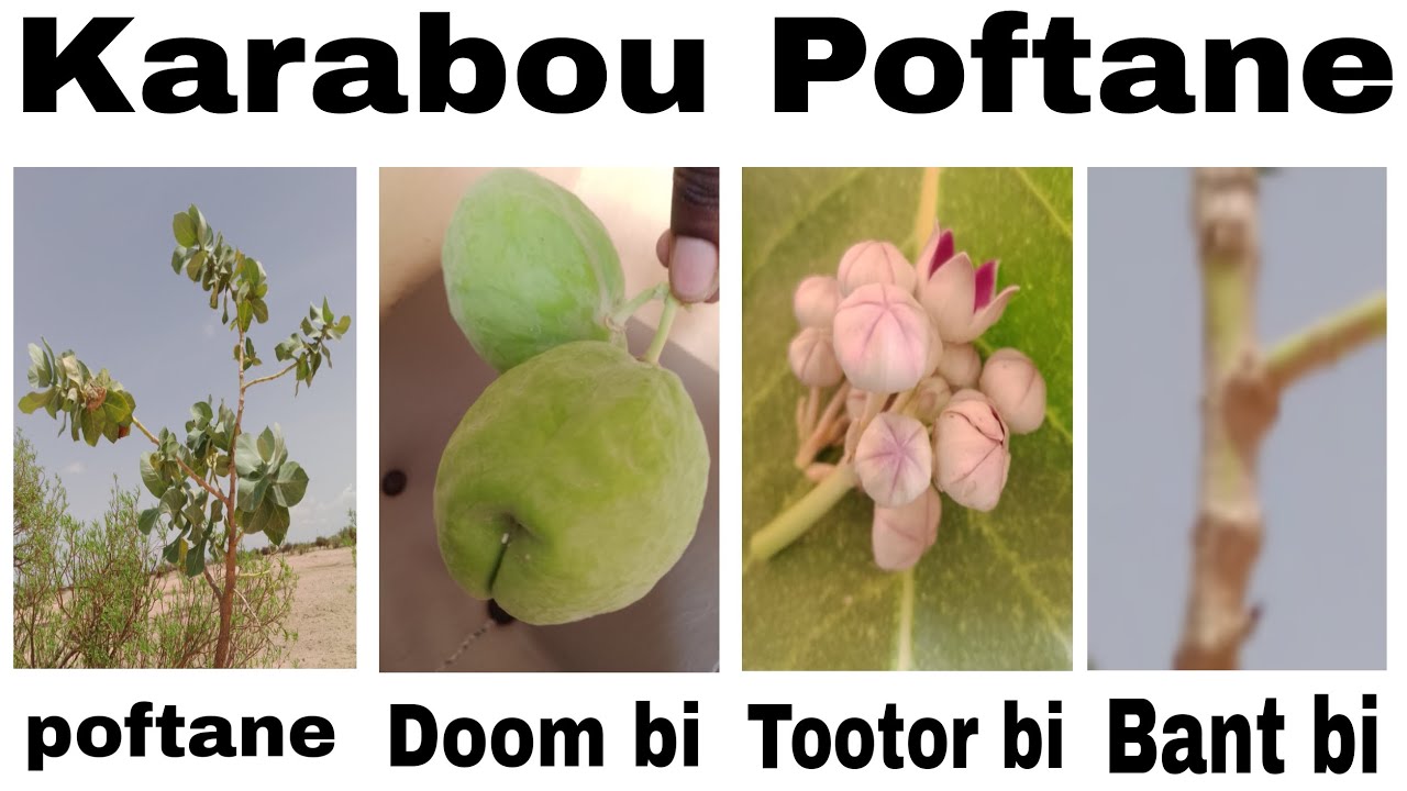 📌SECRET POFTANE+BONUS💎
