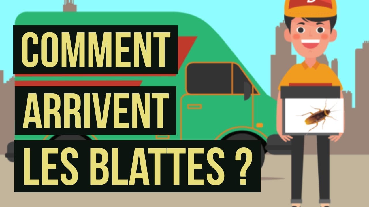 Comment arrivent les blattes ? Pourquoi il y a des cafards dans votre logement ?
