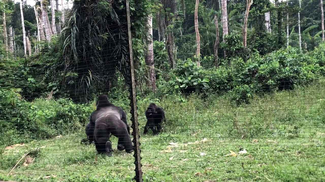 Gorillas in Mefou Cameroon