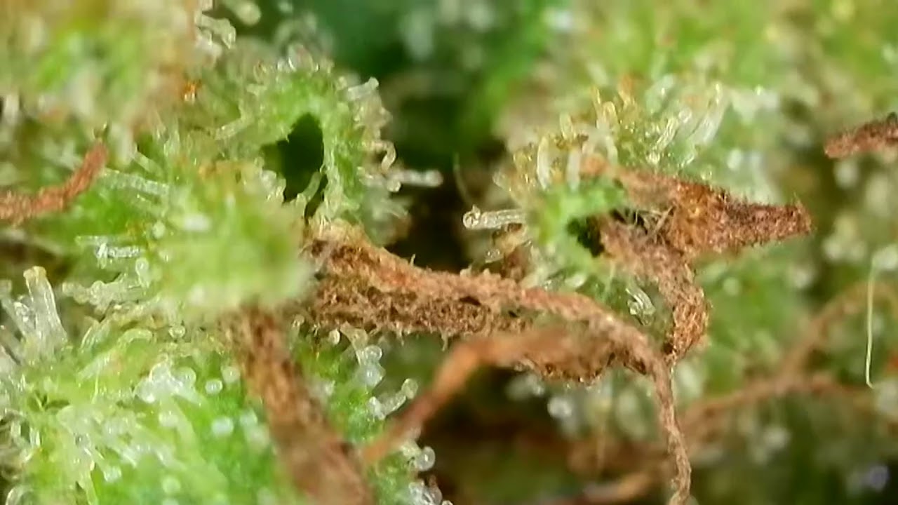 Ak47 auto thricomes