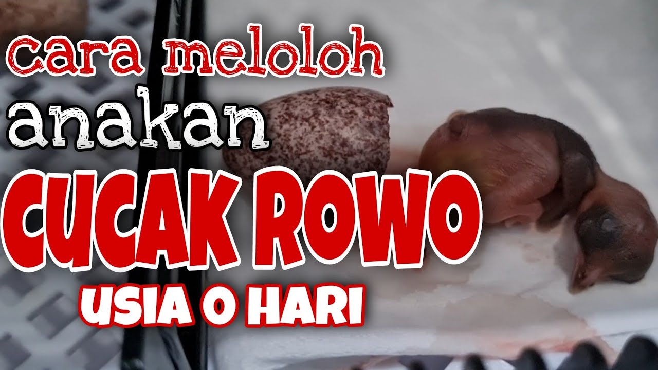 meloloh anakan cucak rowo usia 0 hari.pycononotus zeylanicus@ringyudisolder