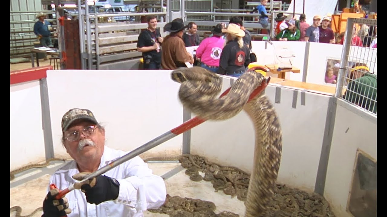RATTLESNAKE ROUNDUP - Sweetwater, TX