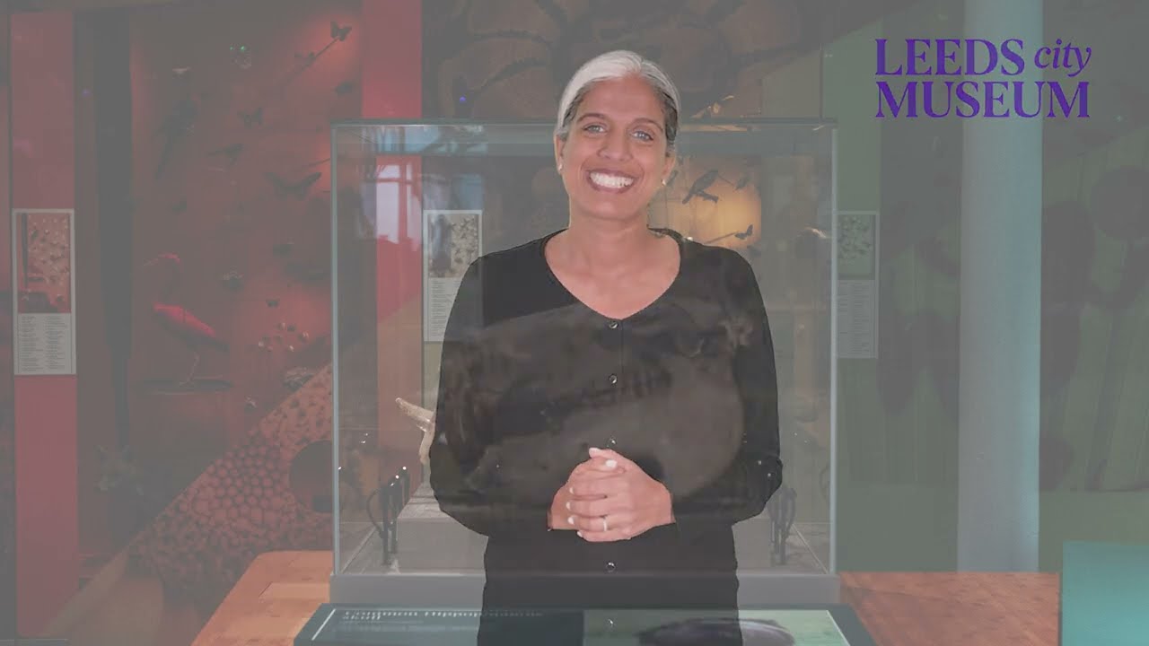 SignLive at Leeds City Museum