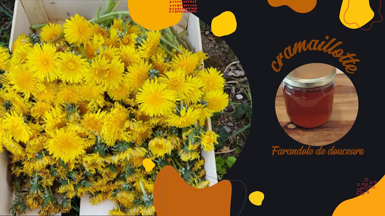 Cramaillotte (confiture de pissenlits)