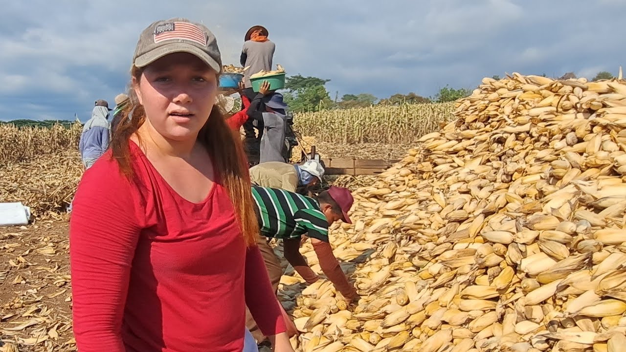 Comenzamos el desgrano de maíz 