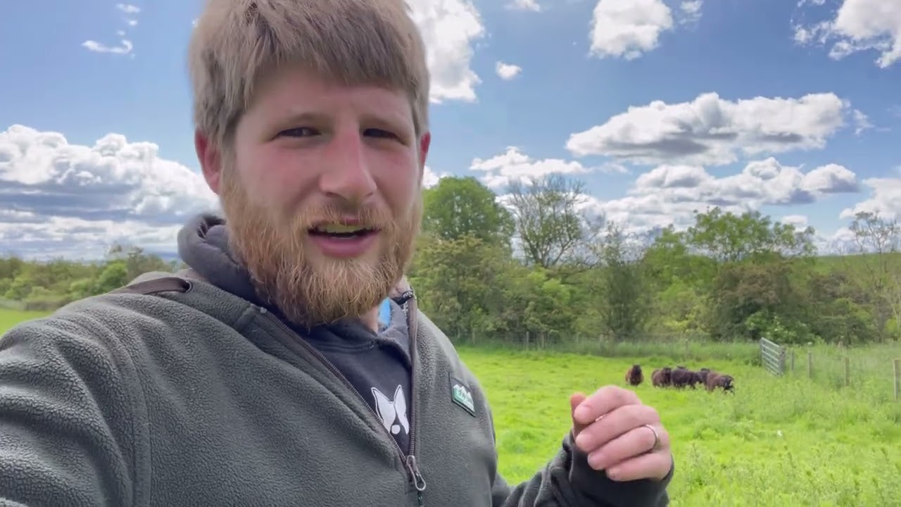 Sheep for beginners