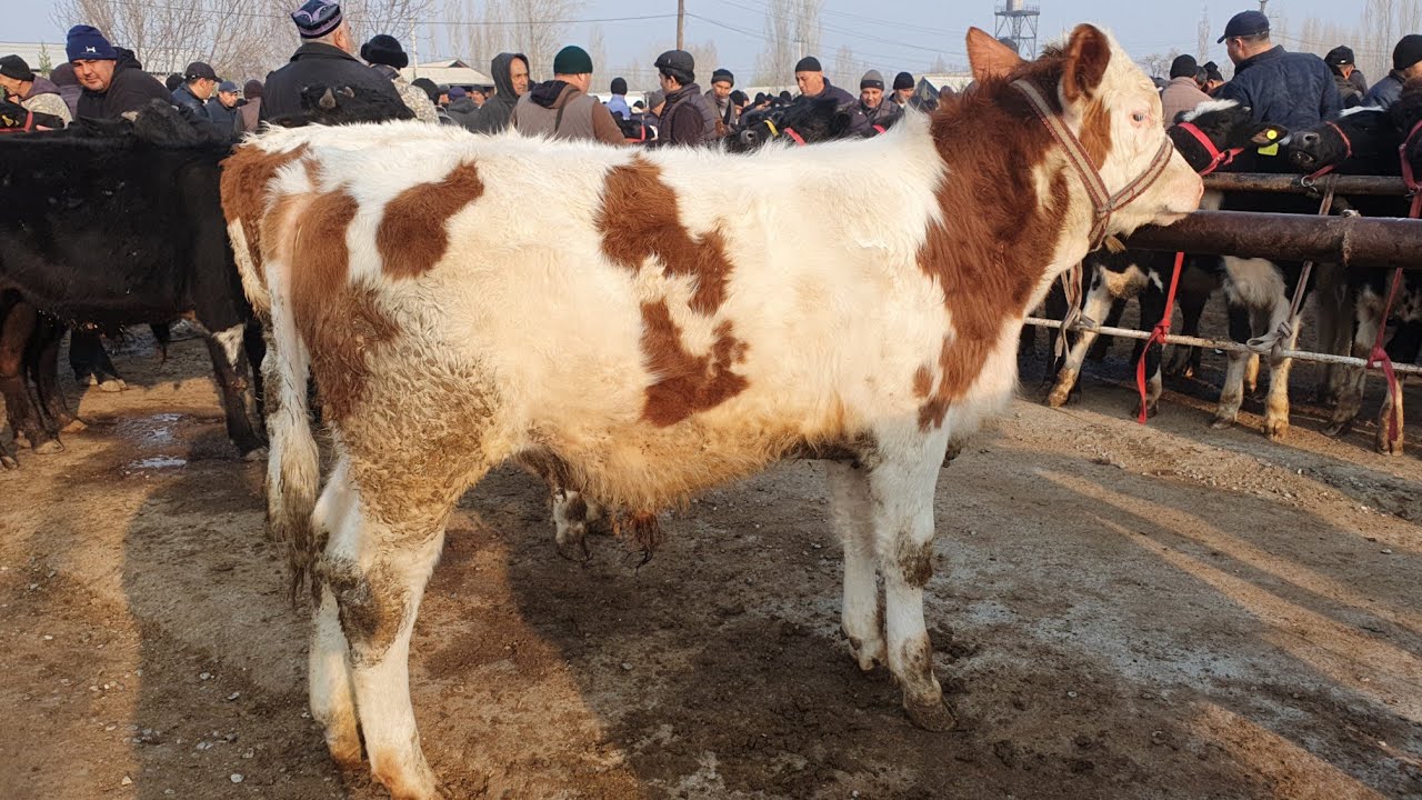 AVVAL Chorva bozori BUQALARI bugungi narxlari 14 Mart 2026 yil