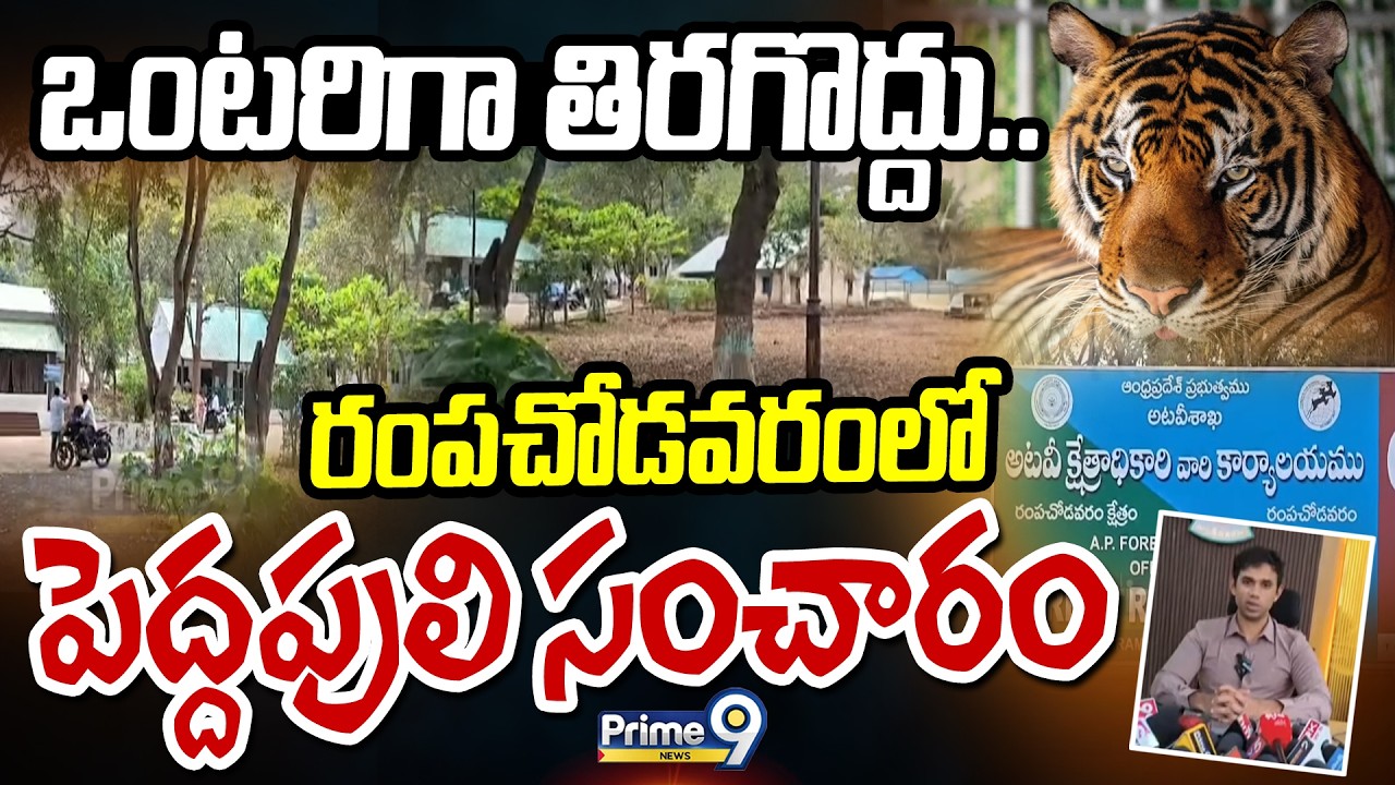 ఒంటరిగా తిరగొద్దు.. రంపచోడవరం లో పెద్దపులి సంచారం | Polavaram | Prime9 News