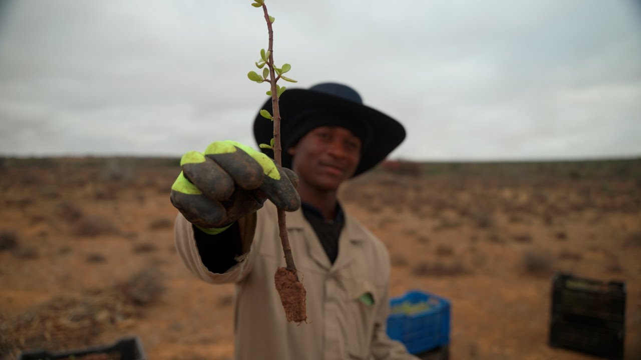 Reversing land degradation: South Africa's restoration success stories