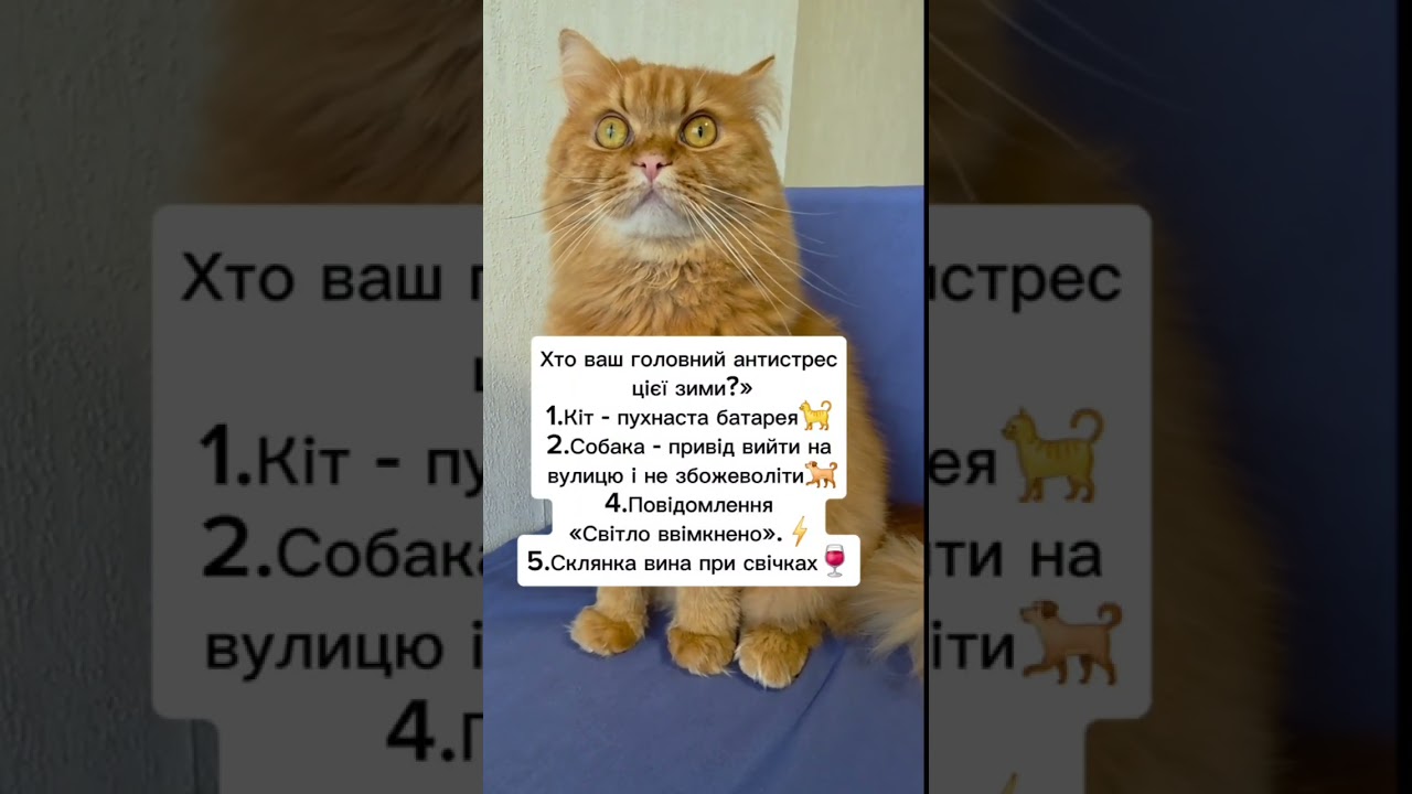 Напишіть в коментарях #життяукраїнців #гуморукраїна #мемиукраїна #антистресс #кітблогер #cat