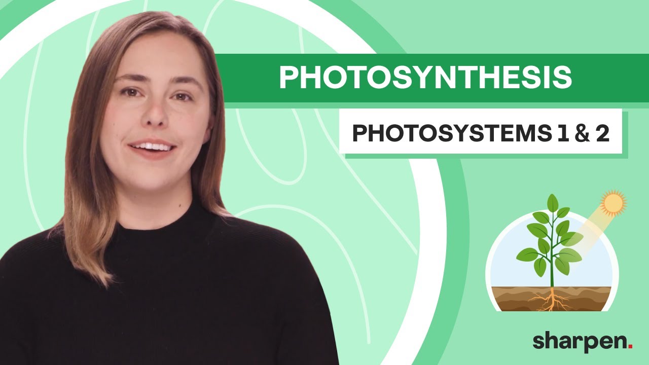 Photosystem 1 vs Photosystem 2 | Photosynthesis Biology 101
