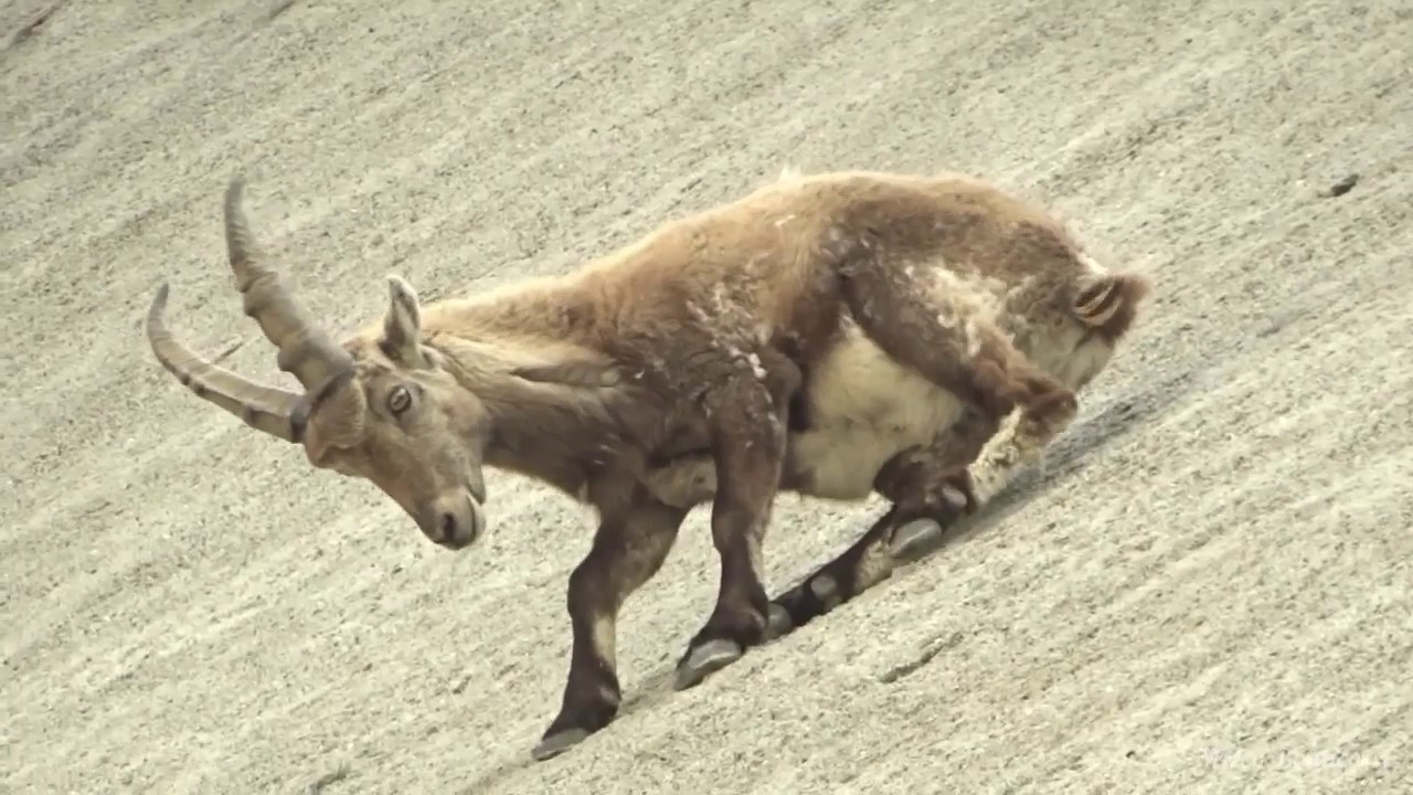 Stambecchi sulla diga del Barbellino
