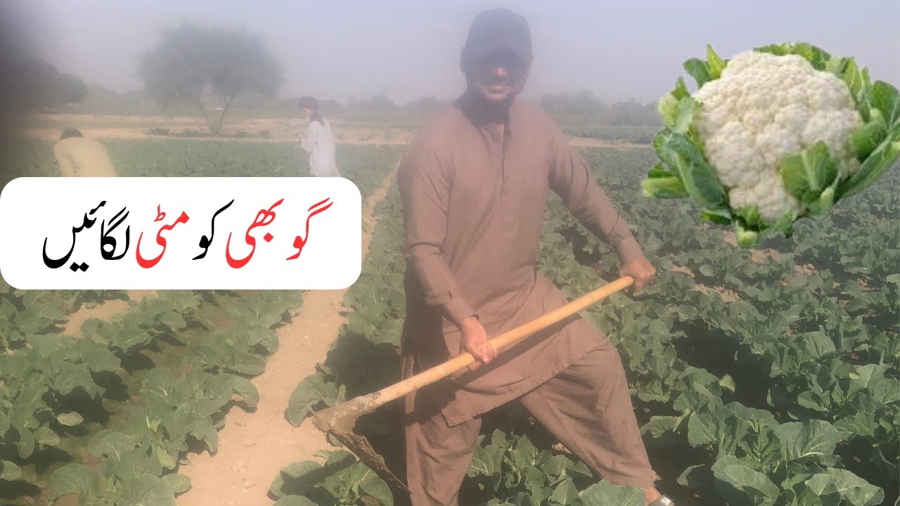 Best Cauliflower Crop