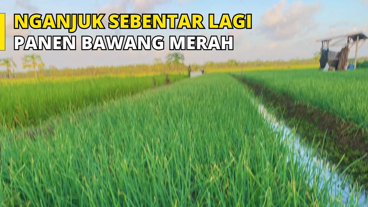Sebentar Lagi Nganjuk Akan Panen Bawang Merah Apitan. Harga Bawang Merah Akan Turun Lagi?