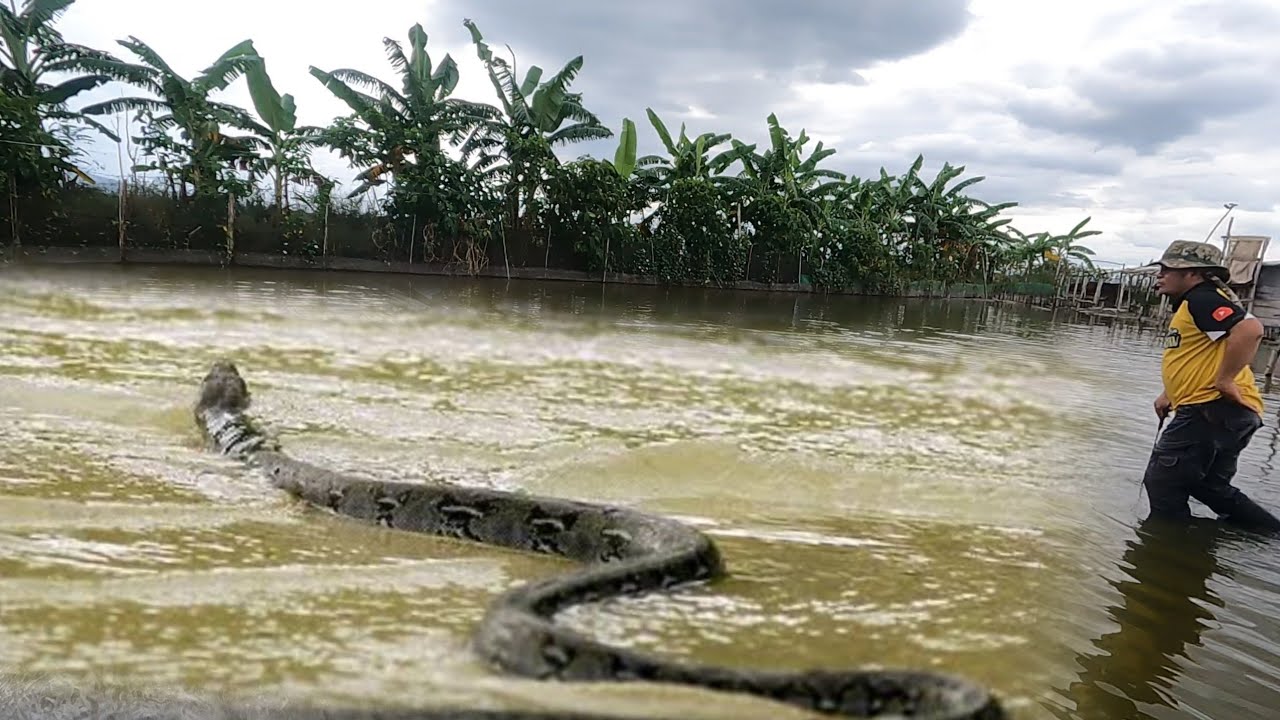 DILIKADONG PAGHULI NG SAWA AT COBRA SA TUBIG