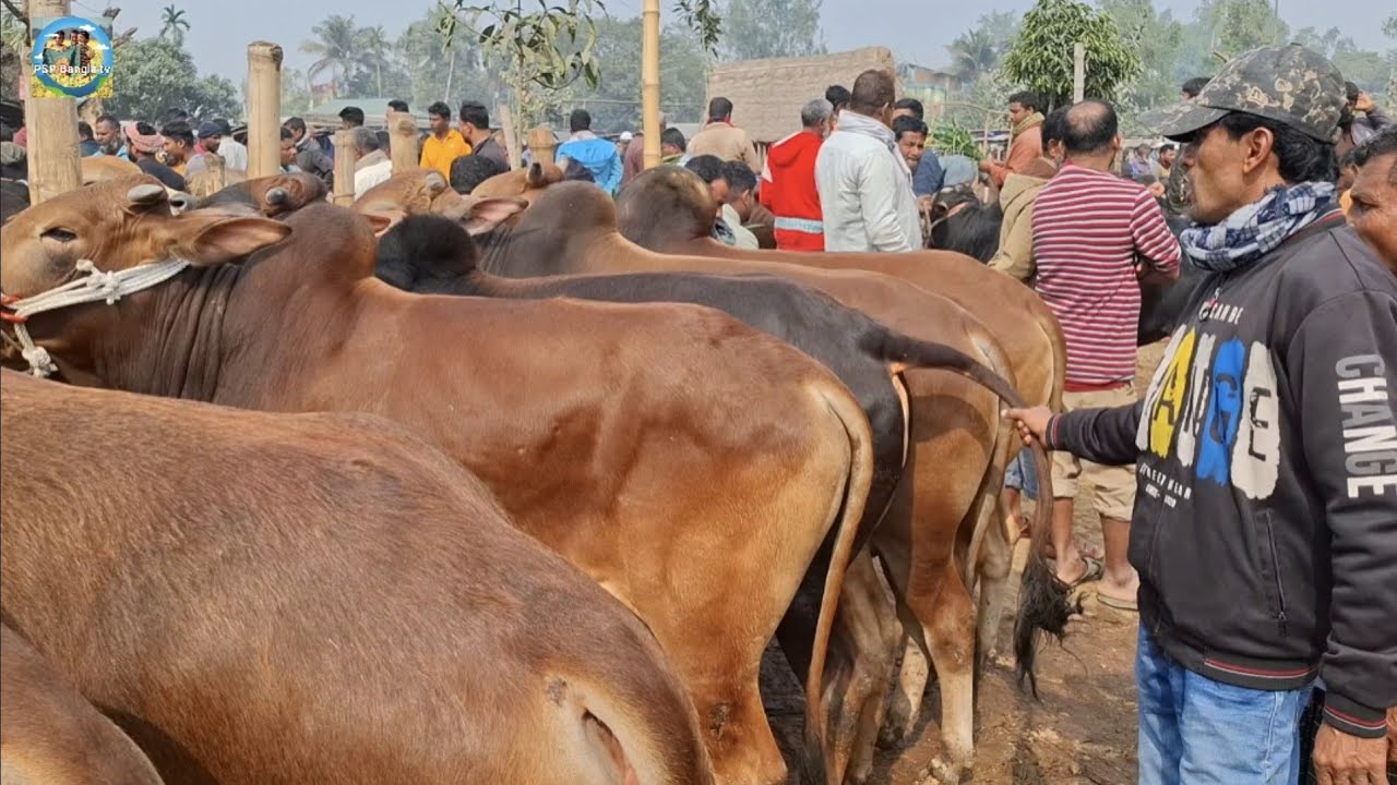 @ ৪/২/২০২৬|| চাঁদপুরের খামারীর কুরবানির ষাঁড় গরু কেনা আমবাড়ী হাটে||