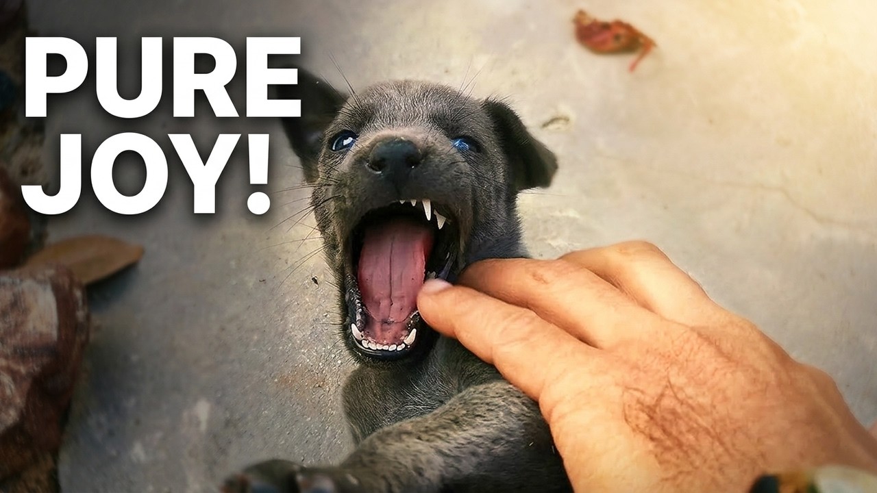 This Is What Pure Joy Looks Like When a Dog Gets to Play Without a Care in the World