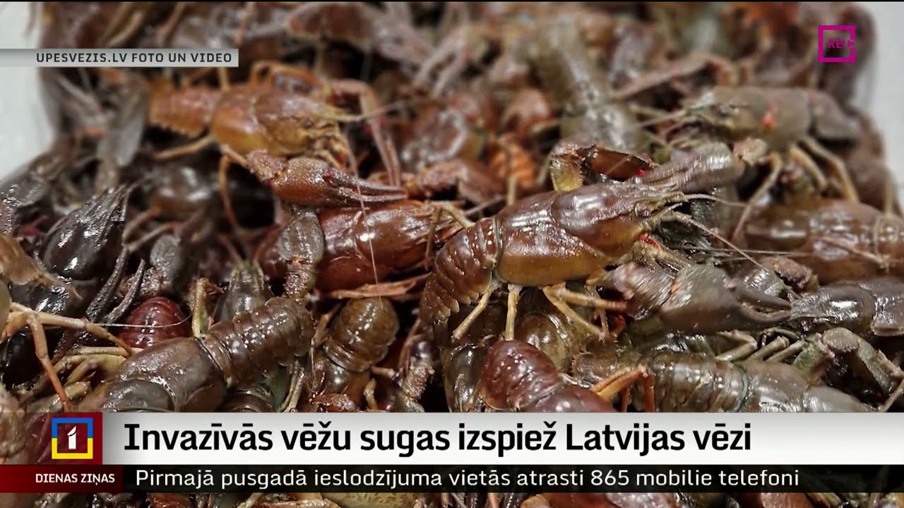 Invazīvās vēžu sugas izspiež Latvijas vēzi