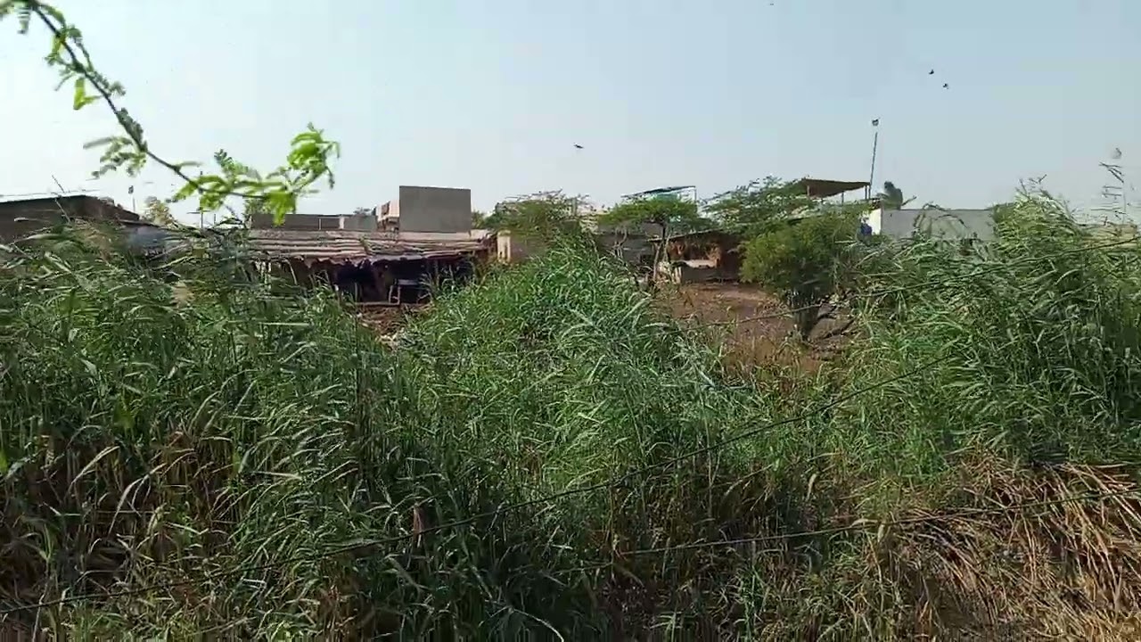 جنگل میں پلاٹ دیکھنے گئے تھے