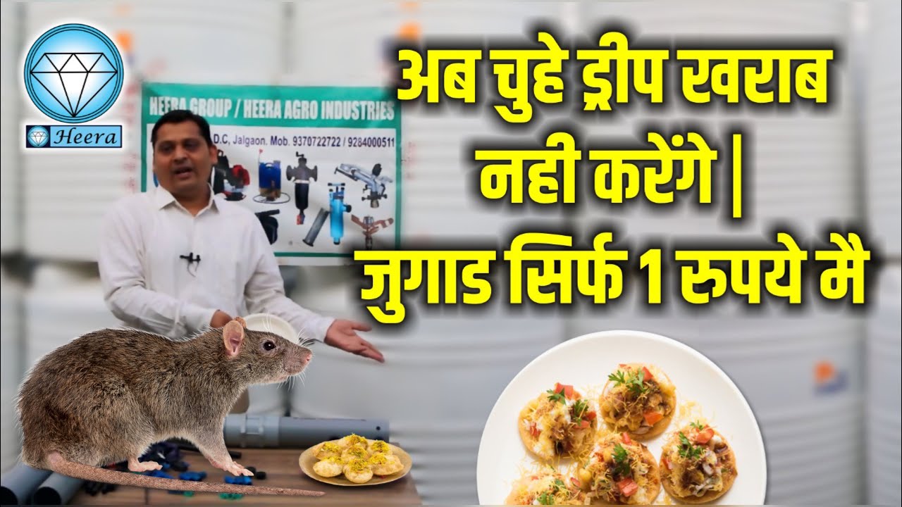 अब चुहे ड्रीप खराब नही करेंगे, जुगाड, उंदीर, ठिबक सिंचन, खराब, Why, rats, spoil, drip irrigation