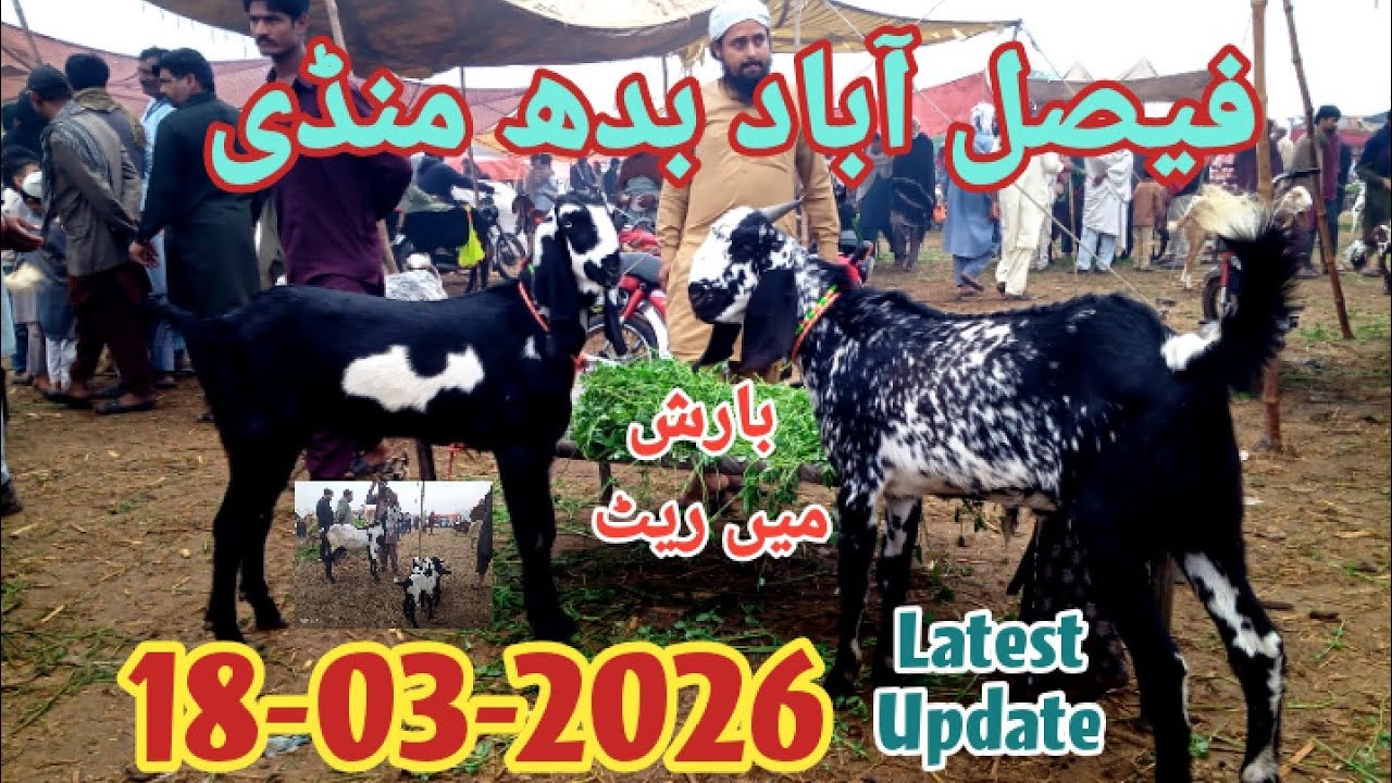 Latest Updated Faisalabad Mandi 18-03-2026