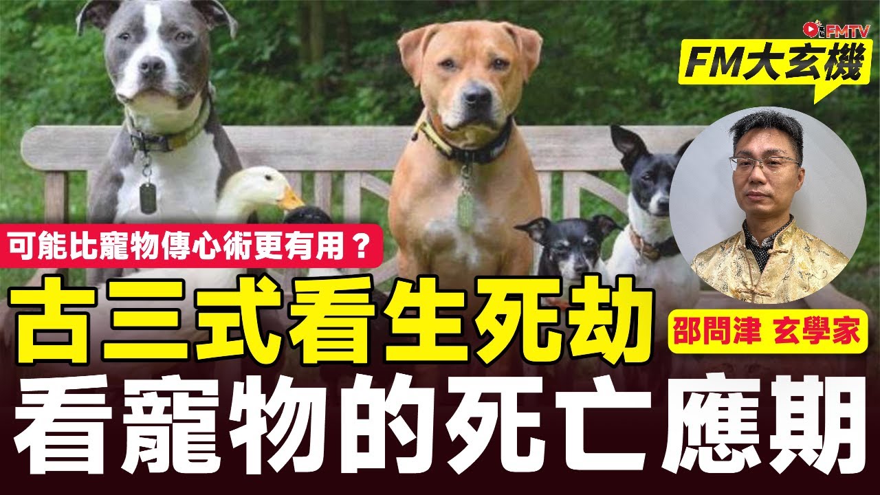 術數看寵物緣份及死亡應期︱寵物生腫瘤可以用古三式看生關死劫︱可能比動物傳心術更有用︱邵問津師傅︱古三式 奇門遁甲 太乙神數 六壬神課︱#FM大玄機