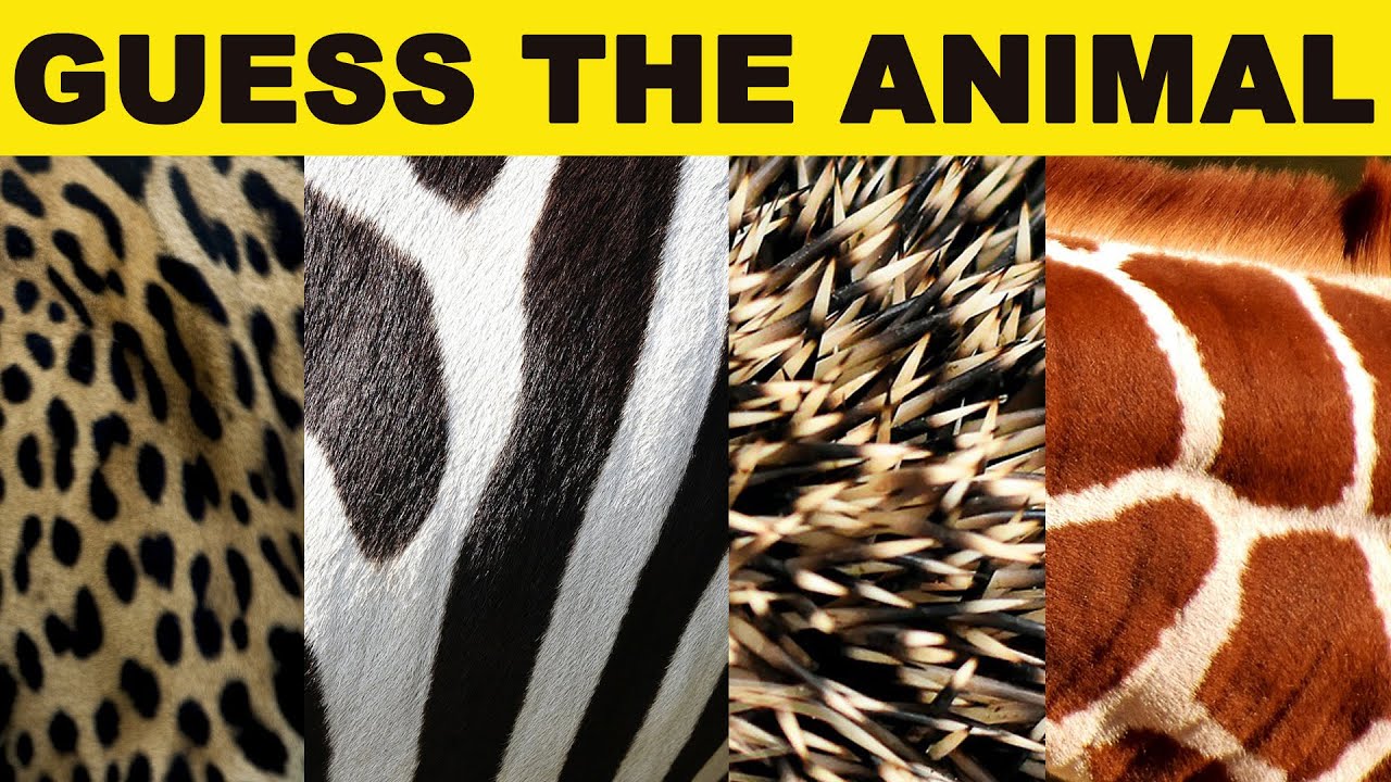 Can you guess the animal by close-up? | Name the animals by close up guessing game | Animal Quiz