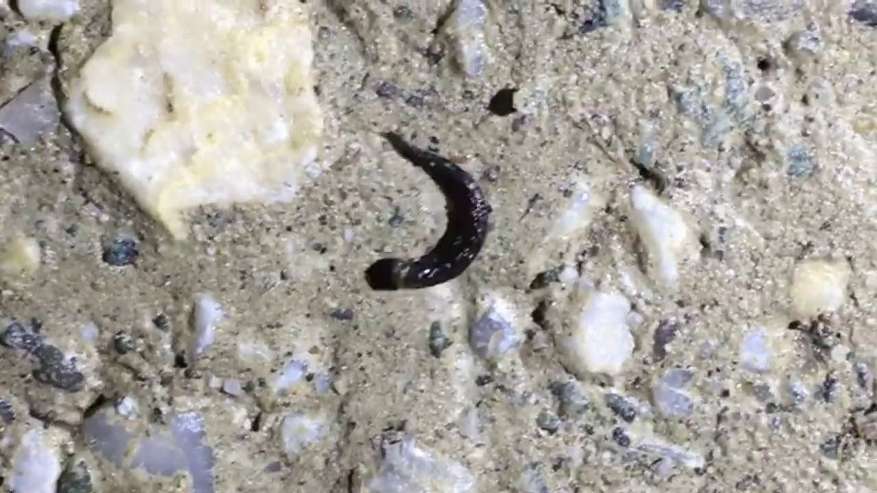 Salamander Tail Loss